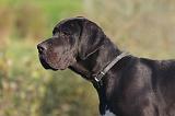 DOGUE ALLEMAND 889